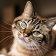 Image for article titled Things Every Cat Owner Wished They’d Known Before Adopting